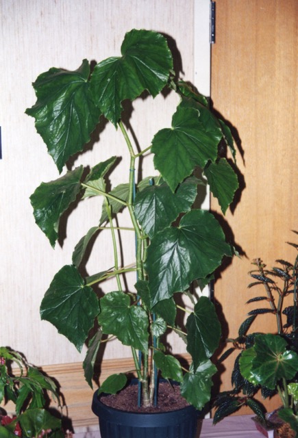 B. ‘Jack’s Beanstalk’